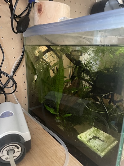 立ち上げ3ヶ月後の水槽2