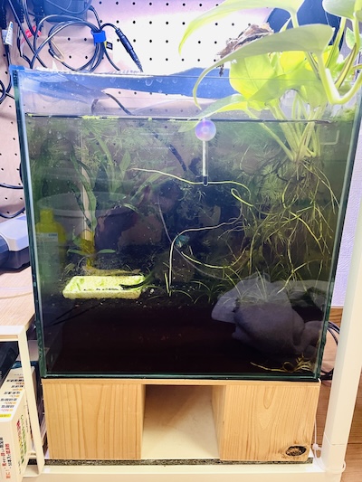 立ち上げ3ヶ月後の水槽