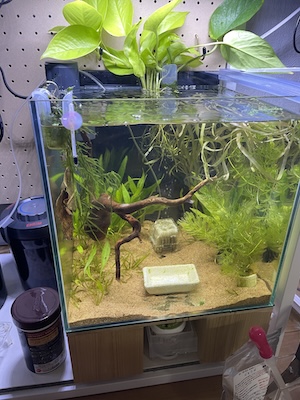 オトシン水槽β版