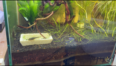 立ち上げ初期の水槽-2