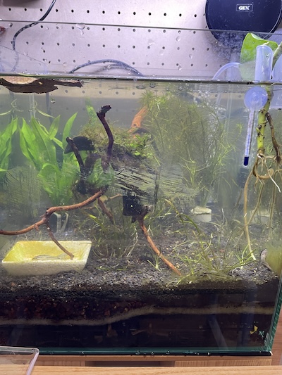 立ち上げ初期の水槽